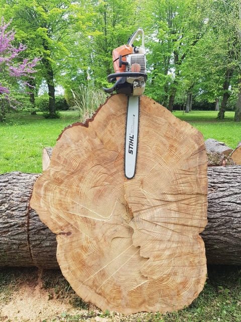 Travaux d’élagage en hauteur dans un arbre près d’une maison
