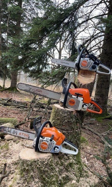 Arbre après une intervention de taille
