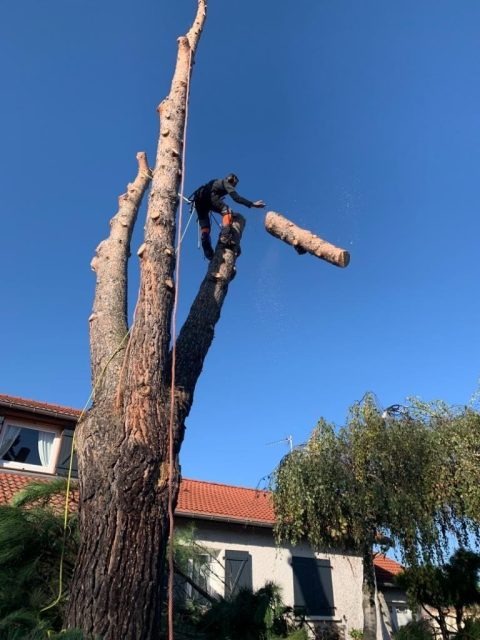Tronçonneuses disposées près d’un arbre sur un chantier